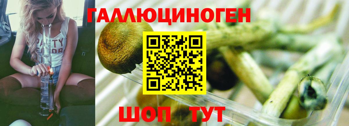 Шали  Псилоцибиновые грибы GOLDEN TEACHER  Вход с VPN 